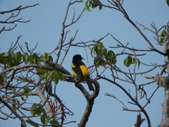 Icterus prosthemelas