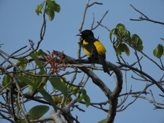 Icterus prosthemelas