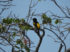 Icterus prosthemelas