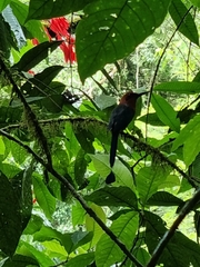 Electron platyrhynchum