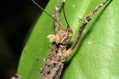 Creoxylus corniger
