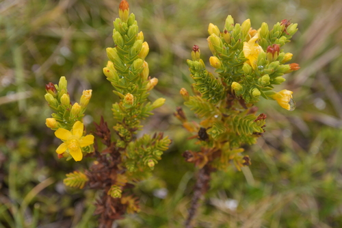 Hypericum quitense (Hypericum quitense)
