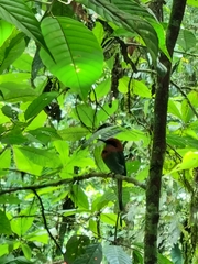 Electron platyrhynchum