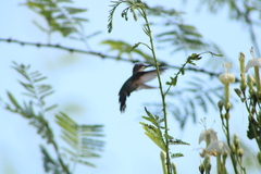 Heliomaster constantii