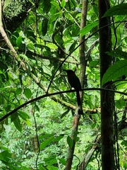 Electron platyrhynchum