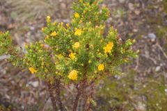 Hypericum quitense