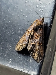 Stictopterinae