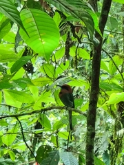 Electron platyrhynchum