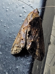 Stictopterinae