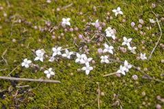 Arcytophyllum filiforme