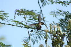 Heliomaster constantii