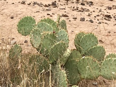Opuntia arizonica