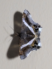 Chiasmia nora