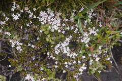 Arcytophyllum filiforme