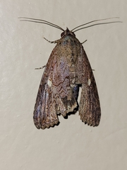 Odontodes