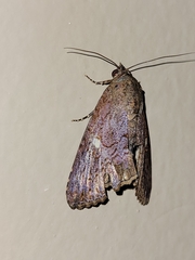 Odontodes