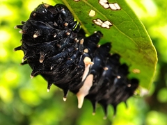 Troides minos