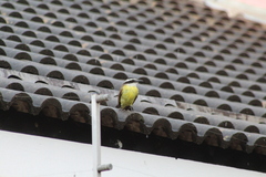 Pitangus sulphuratus