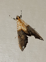 Agrotera