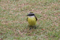 Pitangus sulphuratus