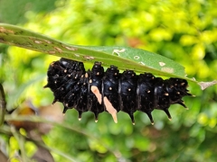 Troides minos