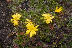 Hypochaeris sessiliflora