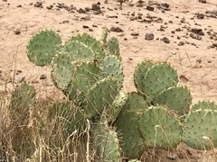 Opuntia arizonica