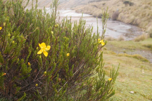 Hypericum lancioides (Hypericum lancioides)