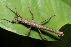 Creoxylus corniger