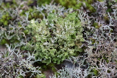 Cladonia foliacea