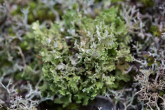 Cladonia foliacea