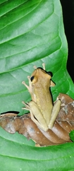 Osteocephalus omega