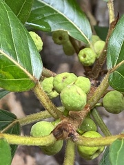 Ficus mariae