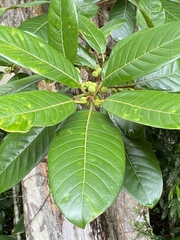 Ficus mariae