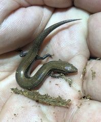 Panaspis wahlbergii