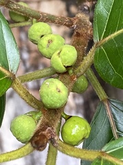 Ficus mariae