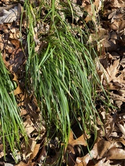 Carex pedunculata