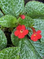 Episcia cupreata