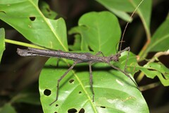 Creoxylus