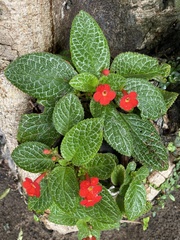 Episcia cupreata