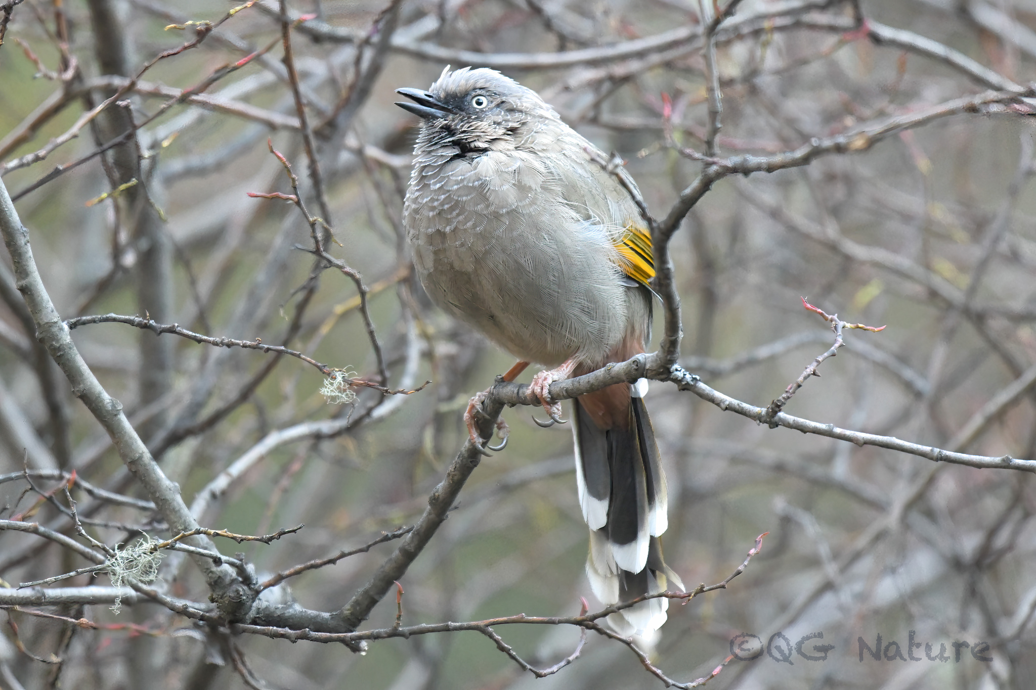 Elliot's Laughingthrush