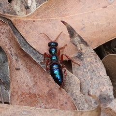 Diamma bicolor