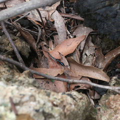 Diamma bicolor
