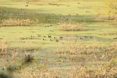 Dendrocygna autumnalis