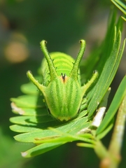 Polyura bharata