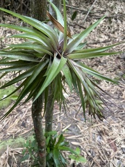 Tillandsia geminiflora