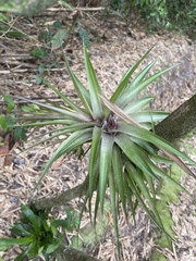 Tillandsia geminiflora