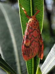 Ammatho cuneonotatus