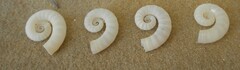 Spirula spirula