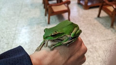 Zhangixalus prasinatus